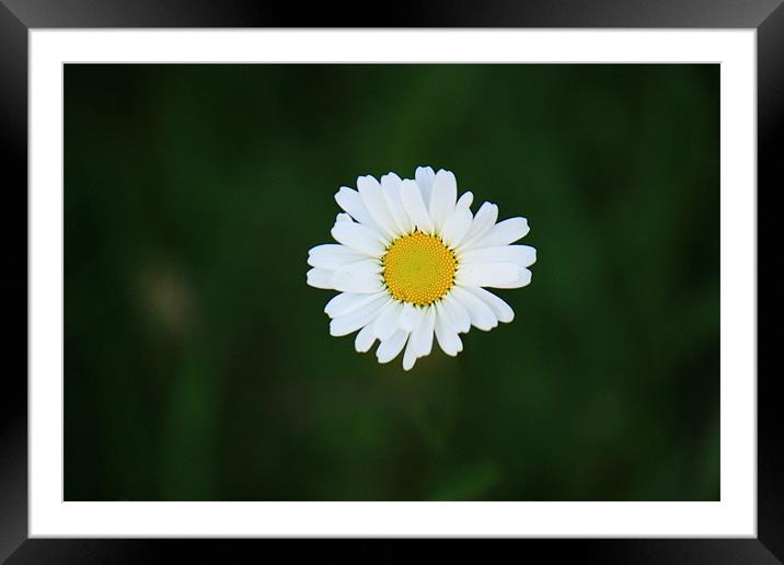 daisy Framed Mounted Print by dennis brown
