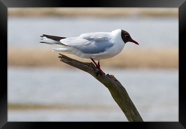 Black Headed Gull Perched on Branch Framed Print by Bill Simpson