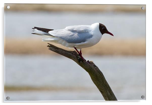 Black Headed Gull Perched on Branch Acrylic by Bill Simpson