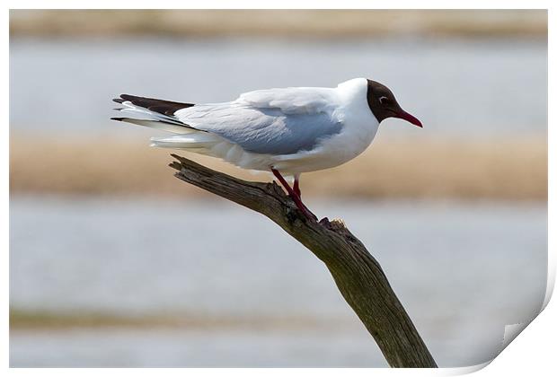 Black Headed Gull Perched on Branch Print by Bill Simpson