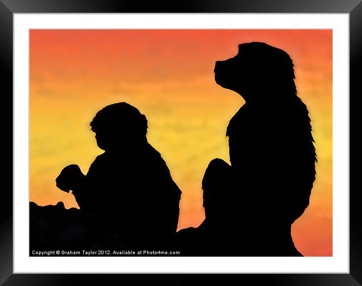 Majestic Taif Monkey at Sunset Framed Mounted Print by Graham Taylor
