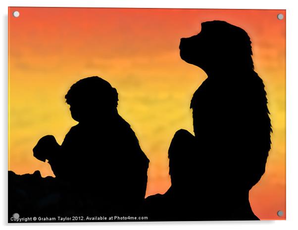 Majestic Taif Monkey at Sunset Acrylic by Graham Taylor