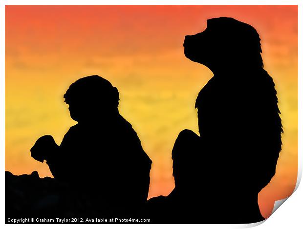 Majestic Taif Monkey at Sunset Print by Graham Taylor