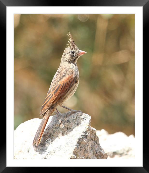 Crested Bunting [f] Framed Mounted Print by Bhagwat Tavri