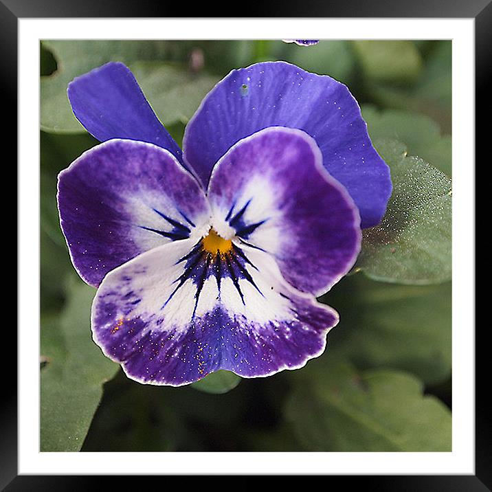 Pansy #2 Framed Mounted Print by Heidi Cameron