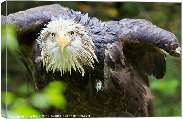 Hawk Watch Canvas Print by Viraj Nagar