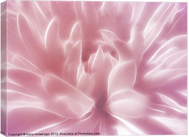 Softly Pink Canvas Print by Fiona Messenger