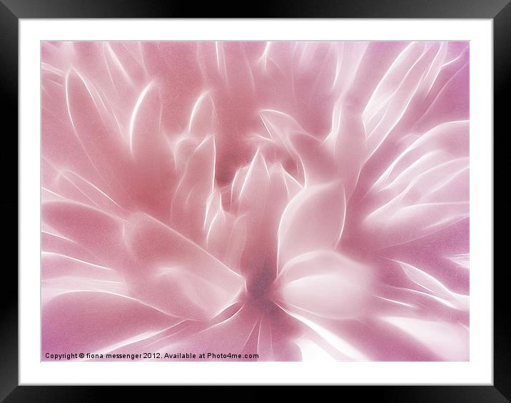 Softly Pink Framed Mounted Print by Fiona Messenger