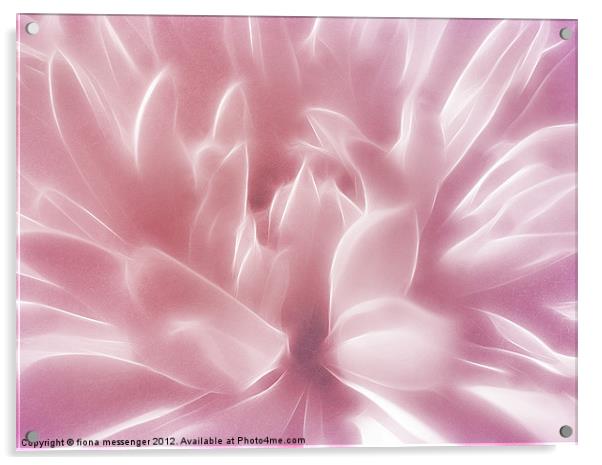 Softly Pink Acrylic by Fiona Messenger