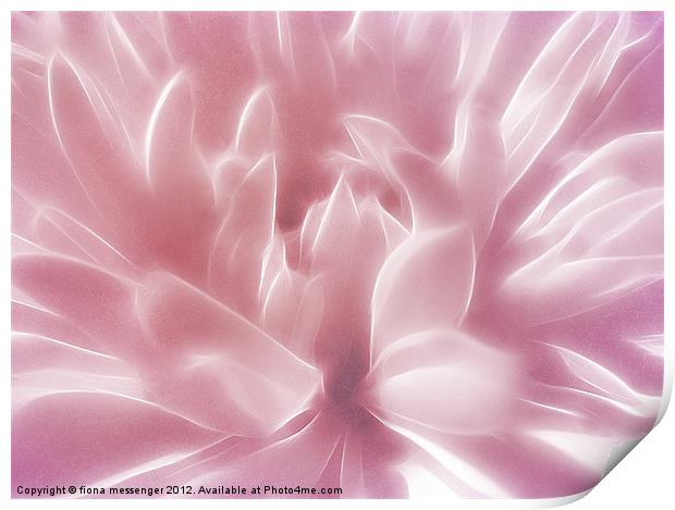 Softly Pink Print by Fiona Messenger