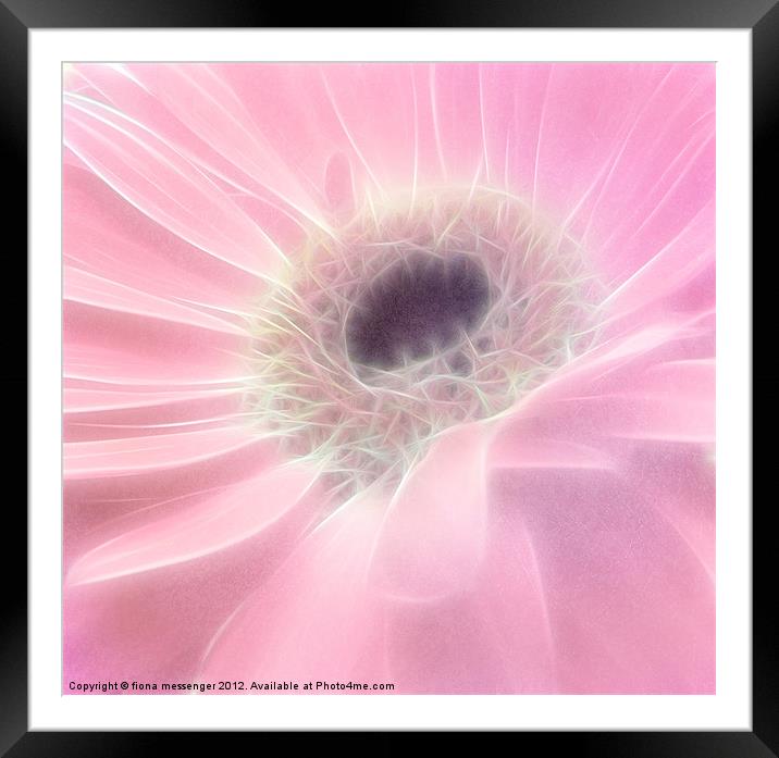 Gerbera in Pink Framed Mounted Print by Fiona Messenger