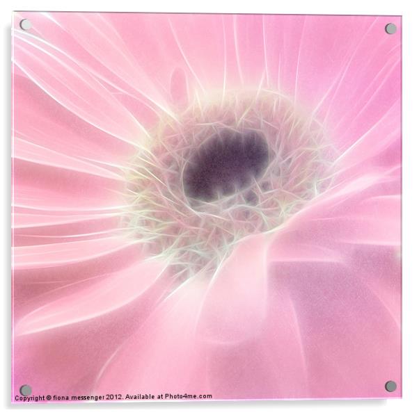 Gerbera in Pink Acrylic by Fiona Messenger