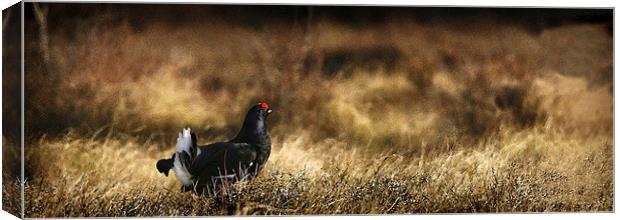 BLACK GROUSE Canvas Print by Anthony R Dudley (LRPS)