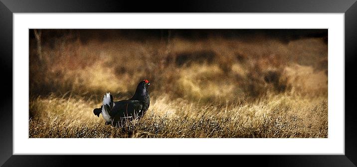 BLACK GROUSE Framed Mounted Print by Anthony R Dudley (LRPS)