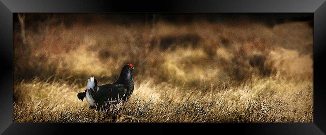 BLACK GROUSE Framed Print by Anthony R Dudley (LRPS)