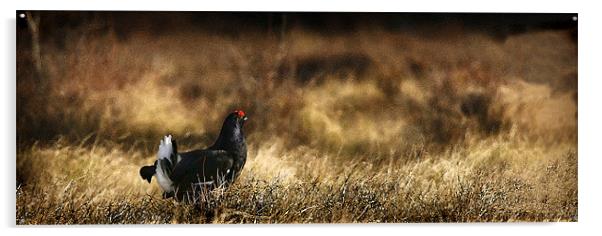BLACK GROUSE Acrylic by Anthony R Dudley (LRPS)