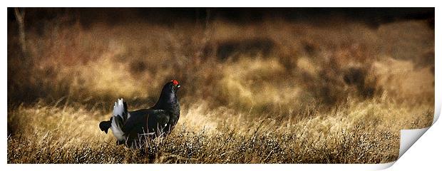 BLACK GROUSE Print by Anthony R Dudley (LRPS)