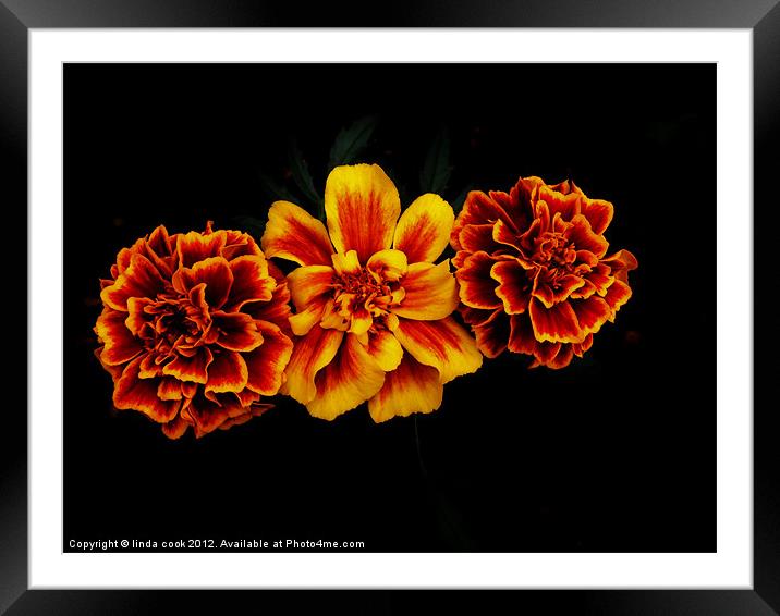 blaze of colour ! Framed Mounted Print by linda cook
