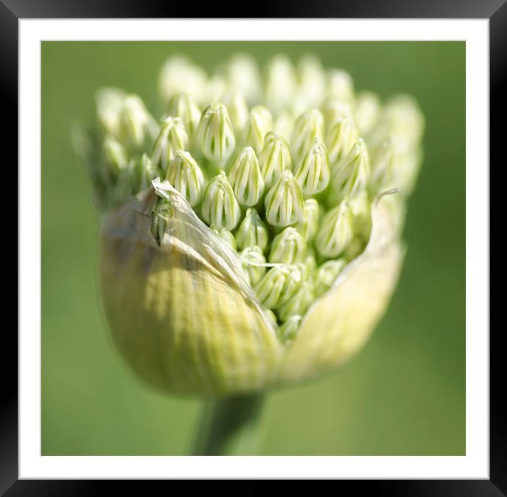 Giant Allium Framed Mounted Print by Mary Lane