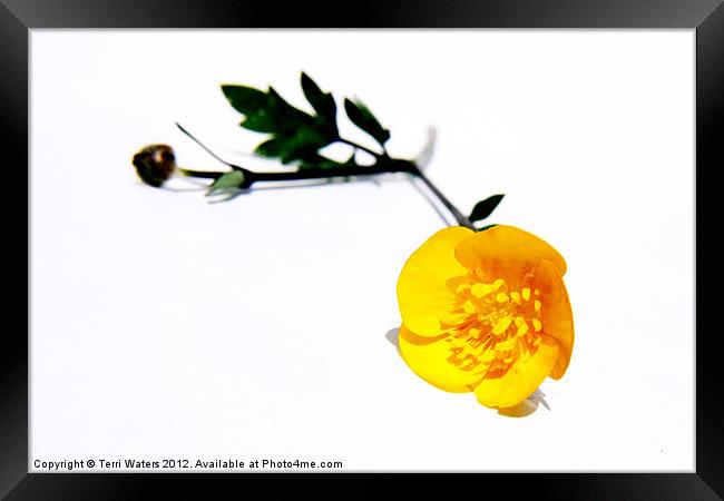 Bright Yellow Buttercup Framed Print by Terri Waters
