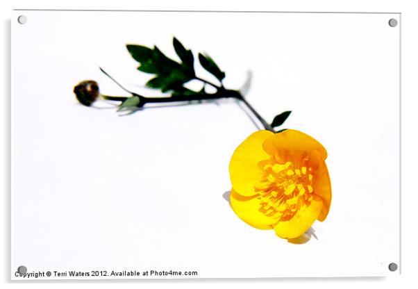 Bright Yellow Buttercup Acrylic by Terri Waters