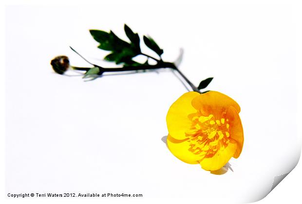 Bright Yellow Buttercup Print by Terri Waters