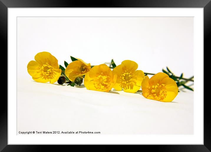 5 Bright Yellow Buttercups Framed Mounted Print by Terri Waters