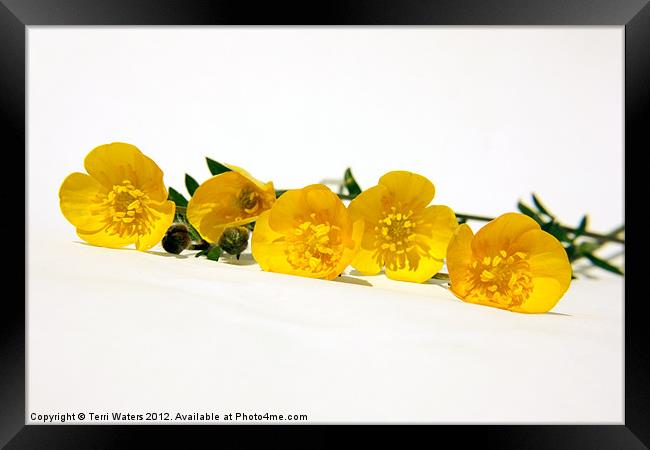 5 Bright Yellow Buttercups Framed Print by Terri Waters