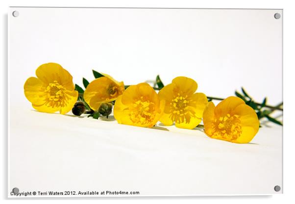 5 Bright Yellow Buttercups Acrylic by Terri Waters