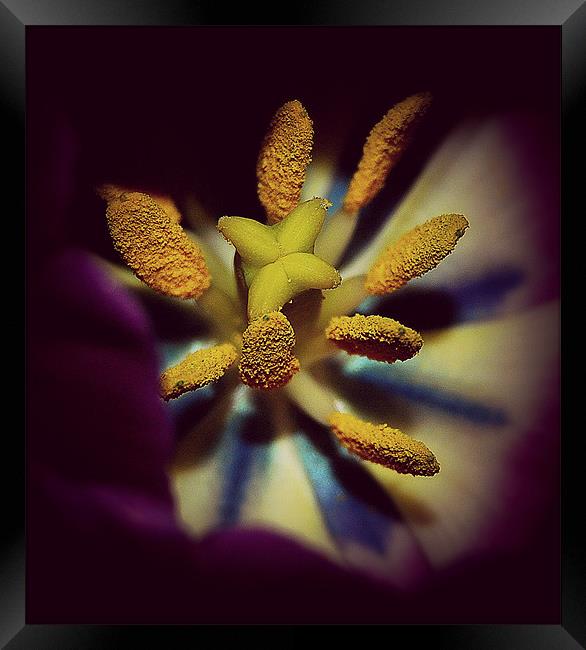 Tulip  pollens.. Framed Print by Rosanna Zavanaiu