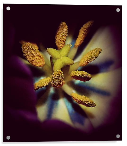 Tulip  pollens.. Acrylic by Rosanna Zavanaiu
