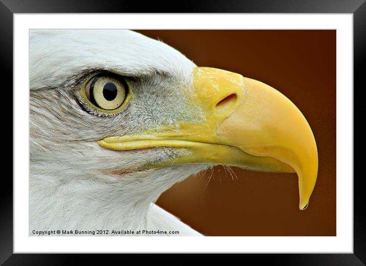 Bald Eagle profile Framed Mounted Print by Mark Bunning