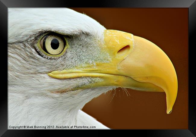 Bald Eagle profile Framed Print by Mark Bunning