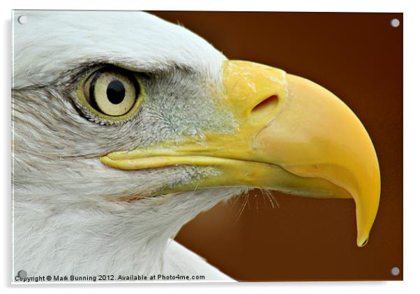 Bald Eagle profile Acrylic by Mark Bunning