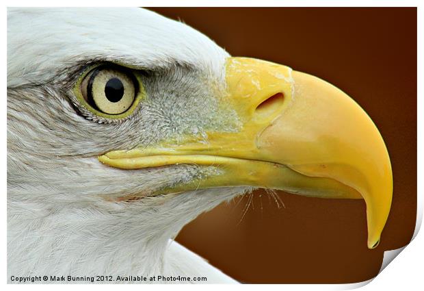 Bald Eagle profile Print by Mark Bunning
