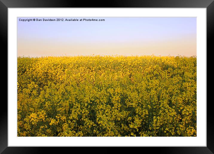 Rapeseed Field West Yorkshire Framed Mounted Print by Dan Davidson