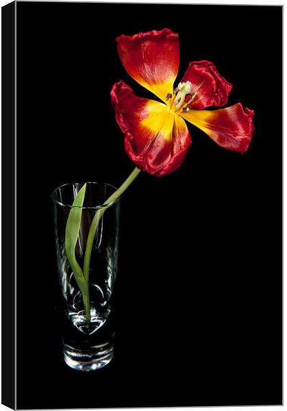 Open Red Tulip In Vase Canvas Print by Helen Northcott