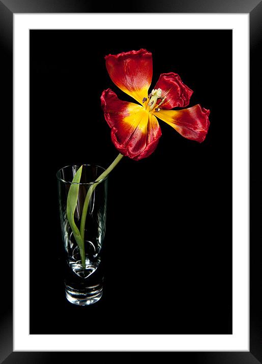 Open Red Tulip In Vase Framed Mounted Print by Helen Northcott