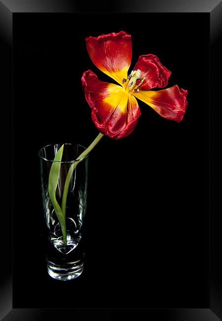 Open Red Tulip In Vase Framed Print by Helen Northcott