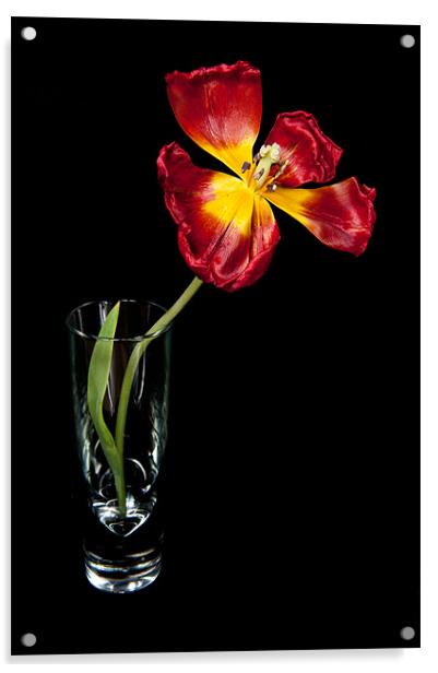 Open Red Tulip In Vase Acrylic by Helen Northcott