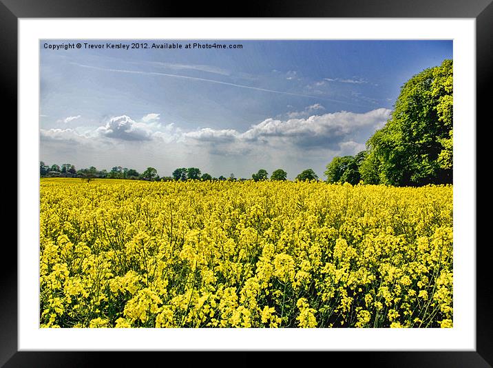 Field of Gold Framed Mounted Print by Trevor Kersley RIP