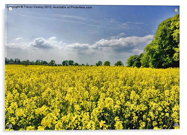 Field of Gold Acrylic by Trevor Kersley RIP