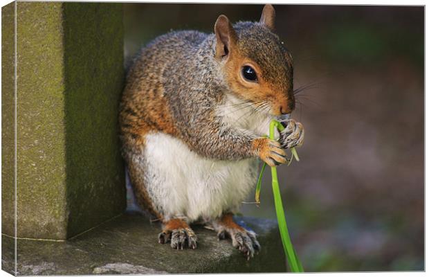 Squirrel Eating Stem Canvas Print by Linda Brown