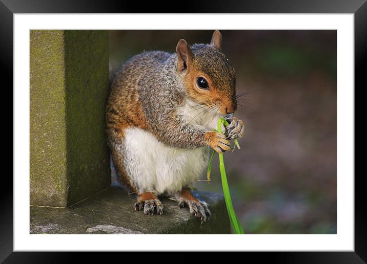 Squirrel Eating Stem Framed Mounted Print by Linda Brown