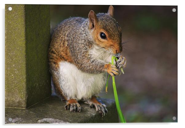 Squirrel Eating Stem Acrylic by Linda Brown