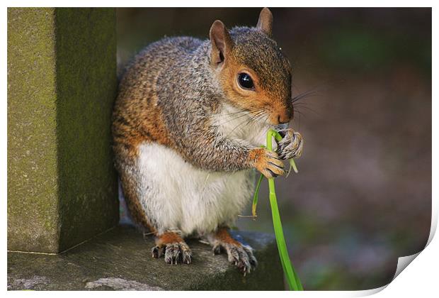 Squirrel Eating Stem Print by Linda Brown