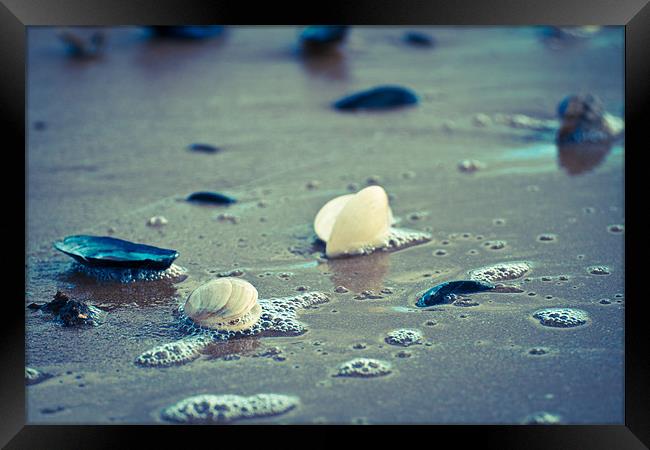 Exmouth Shells in the Sand Framed Print by David Merrifield