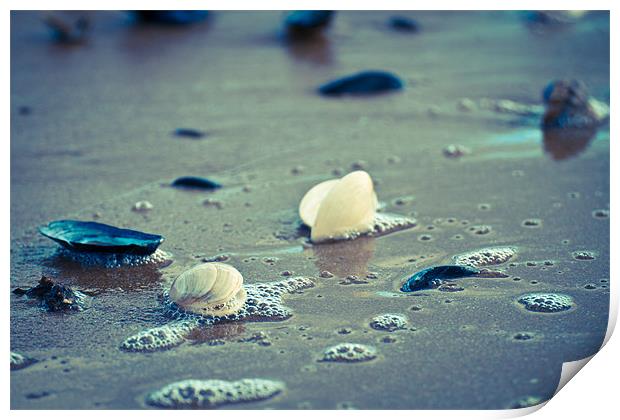 Exmouth Shells in the Sand Print by David Merrifield