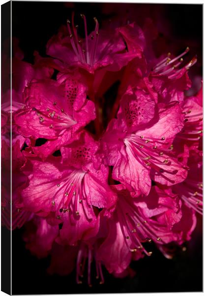 Rhododendron Cynthia Canvas Print by Jacqi Elmslie