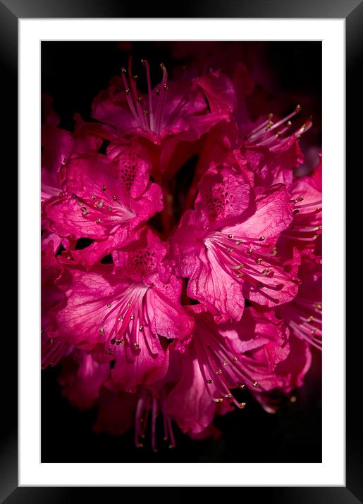 Rhododendron Cynthia Framed Mounted Print by Jacqi Elmslie